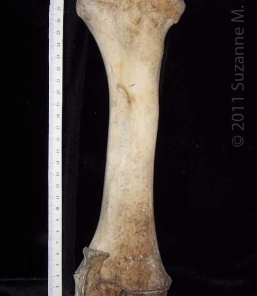 Posterior View Left Cattle Radius