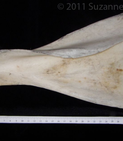 Posterior View Cattle Left Scapula