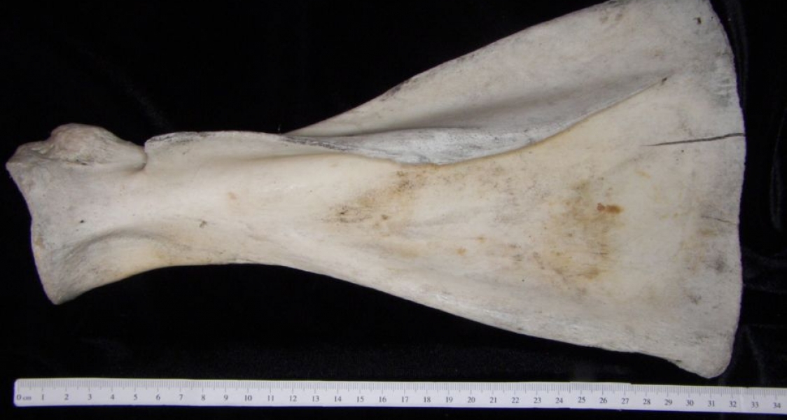 Posterior View Cattle Left Scapula