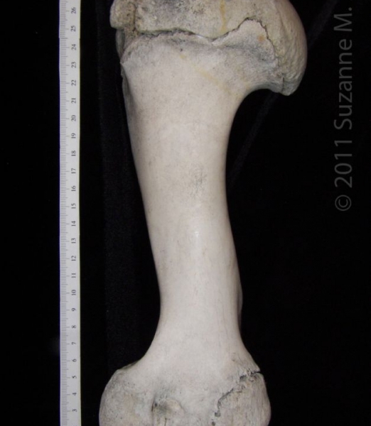 Anterior View Right Cattle Humerus