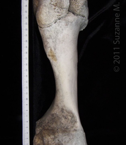 Lateral View Right Cattle Humerus