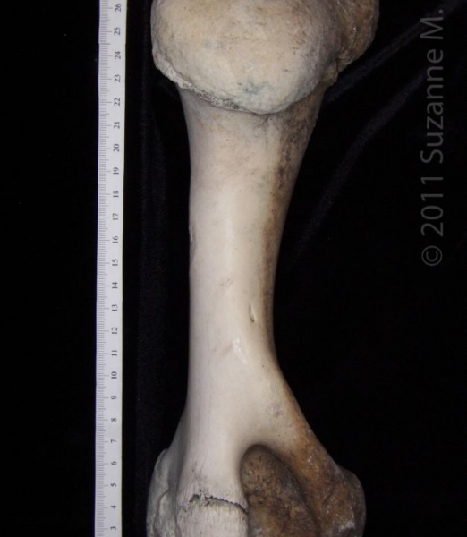 Medial View Right Cattle Humerus