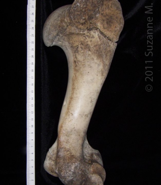 Posterior View Right Cattle Humerus