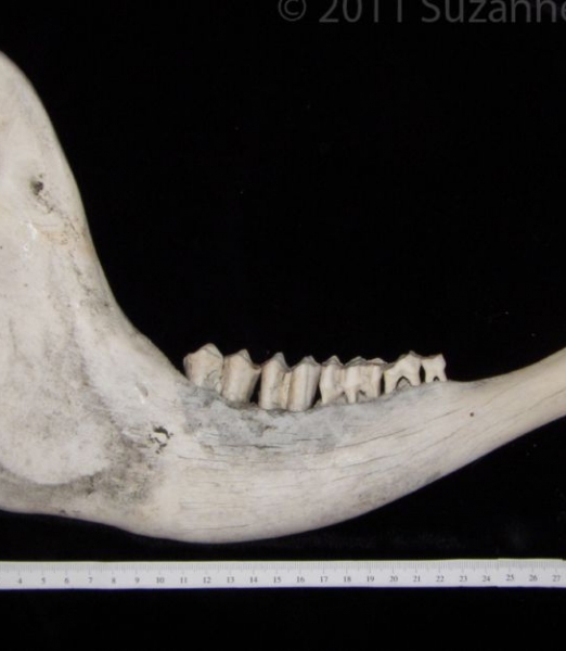 Lateral View Cattle Mandible