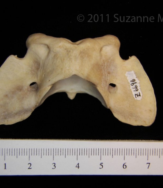 Dorsal View Coyote C1 Vertebrae