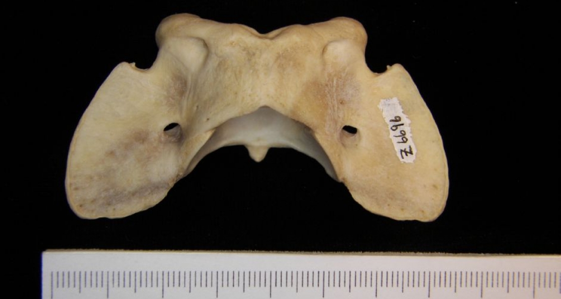 Dorsal View Coyote C1 Vertebrae