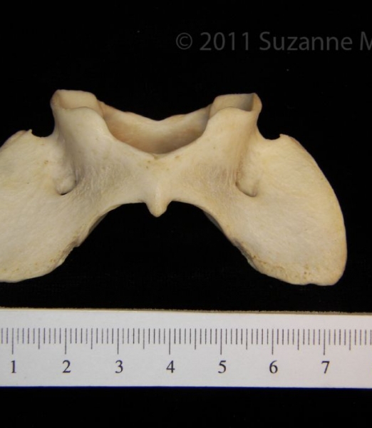 Ventral View Coyote C1 Vertebrae