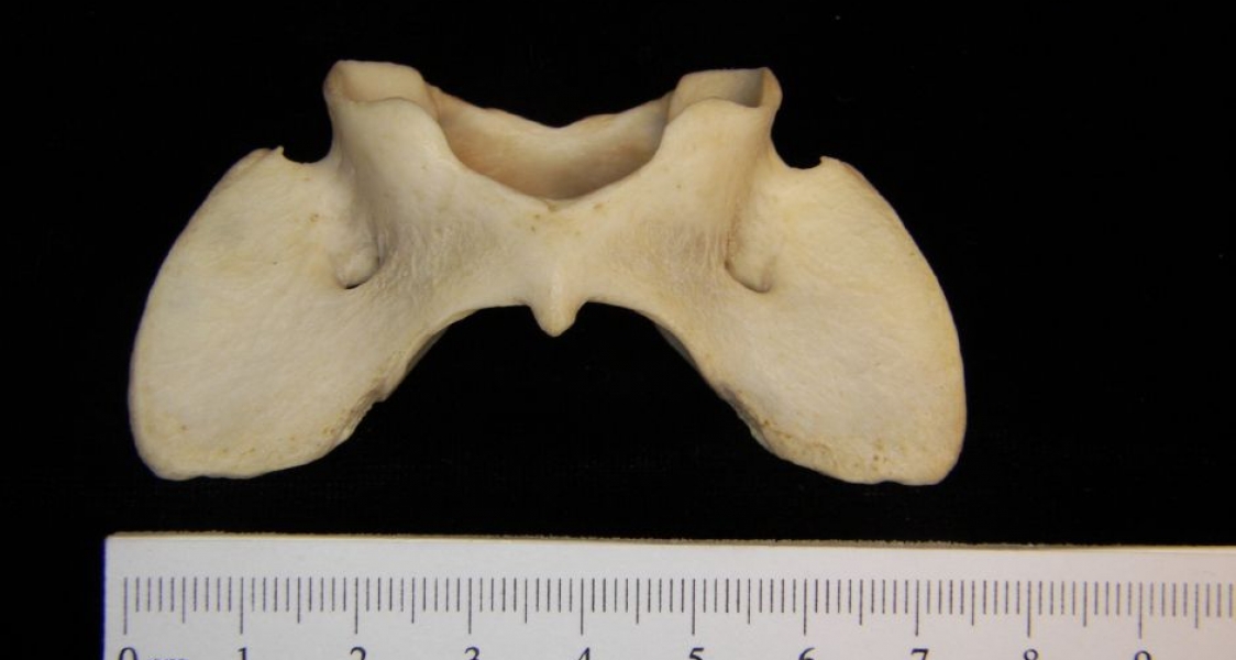 Ventral View Coyote C1 Vertebrae