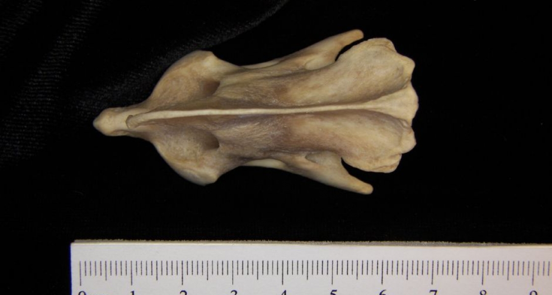 Superior View Coyote C2 Vertebrae