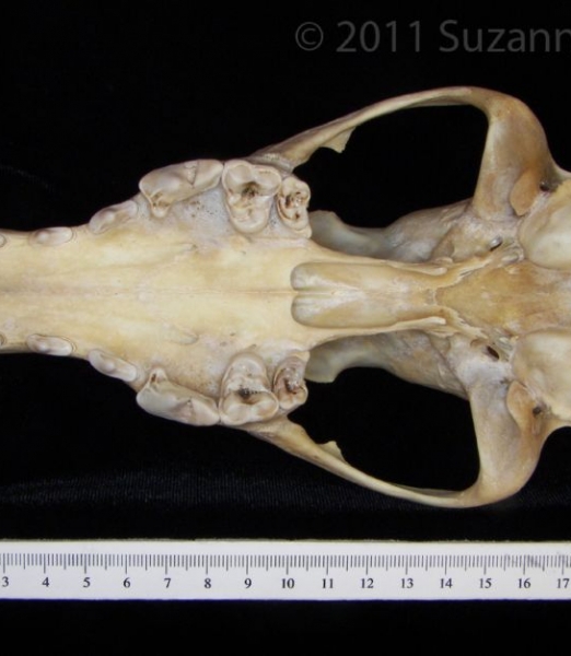 Inferior View Coyote Cranium