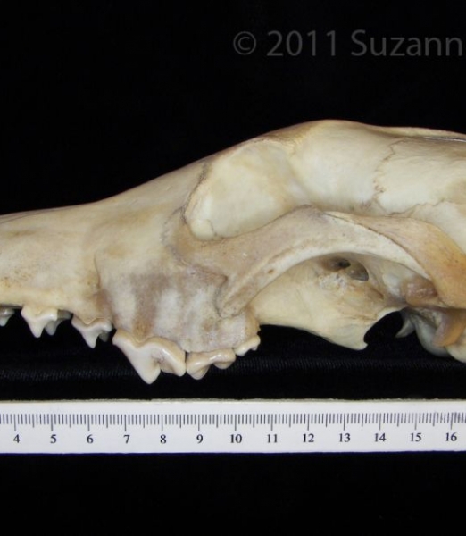 Lateral View Coyote Cranium