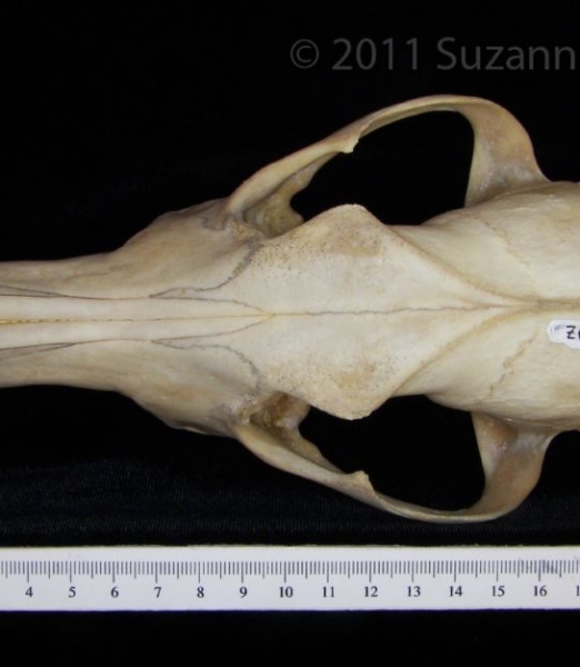 Superior View Coyote Cranium