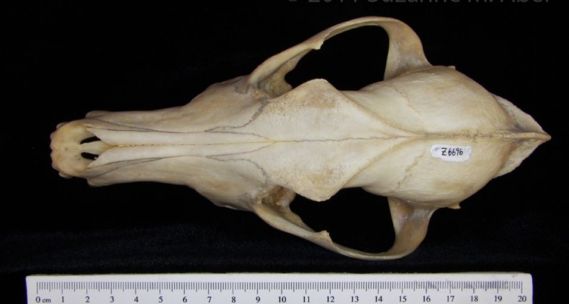 Superior View Coyote Cranium