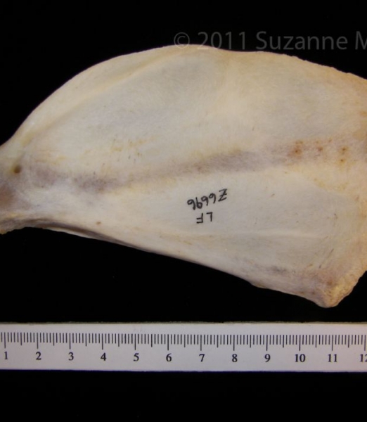 Anterior View Coyote Left Scapula