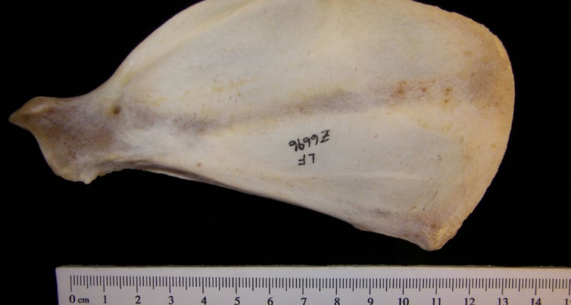 Anterior View Coyote Left Scapula