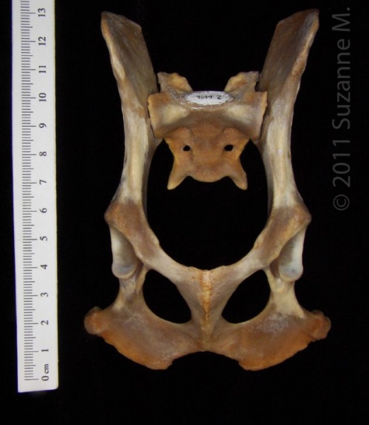 Ventral View Coyote Pelvis