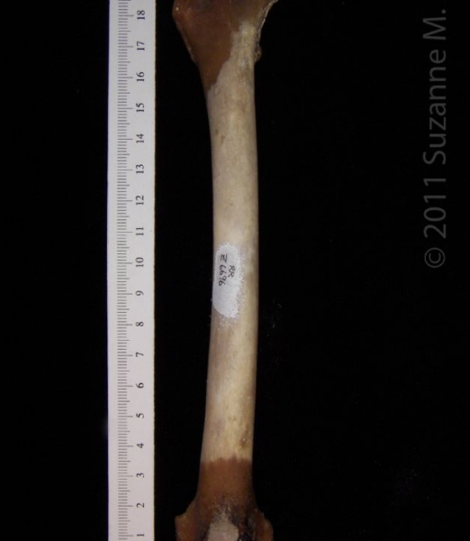 Anterior View Right Coyote Femur