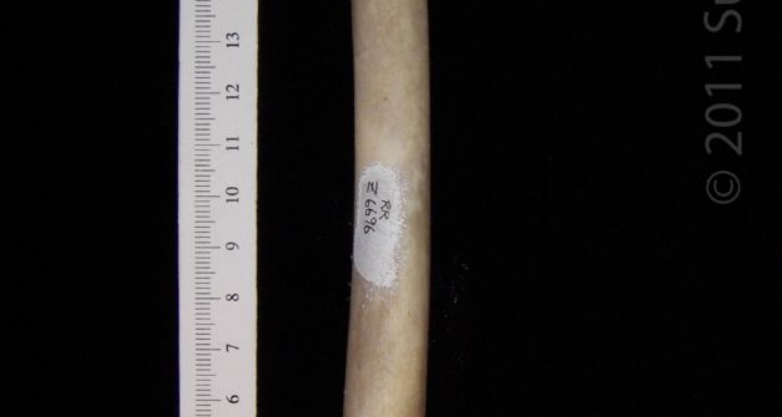 Anterior View Right Coyote Femur