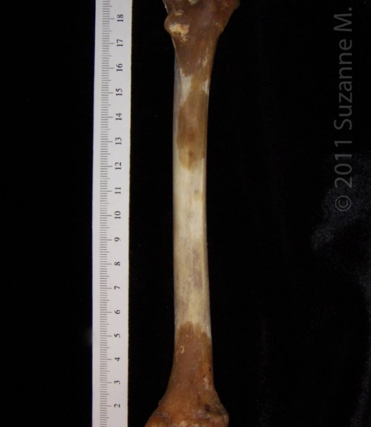 Posterior View Right Coyote Femur