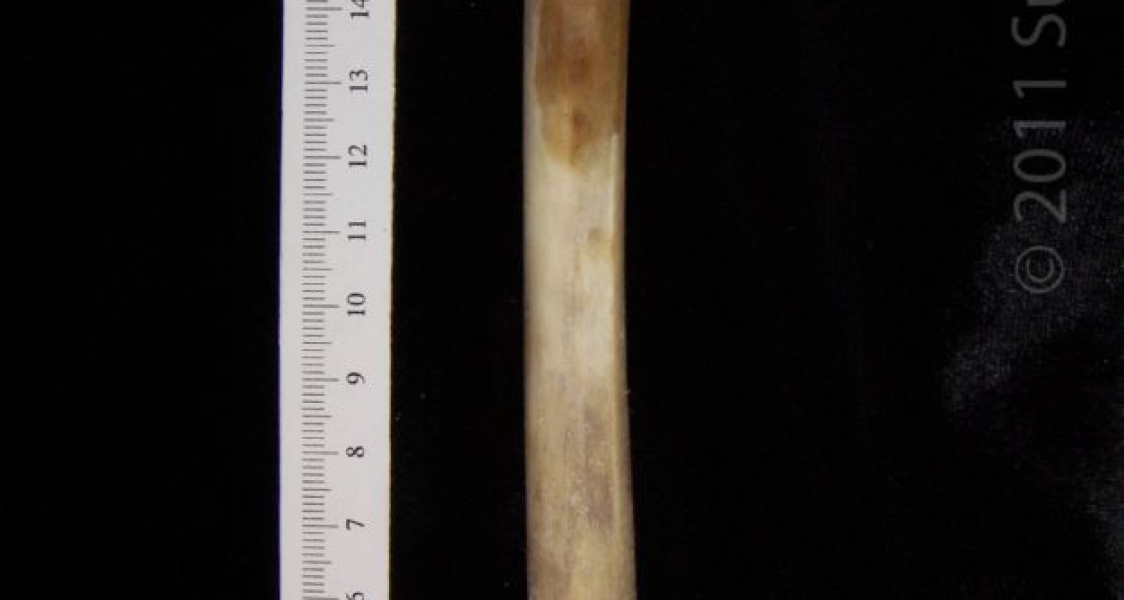 Posterior View Right Coyote Femur