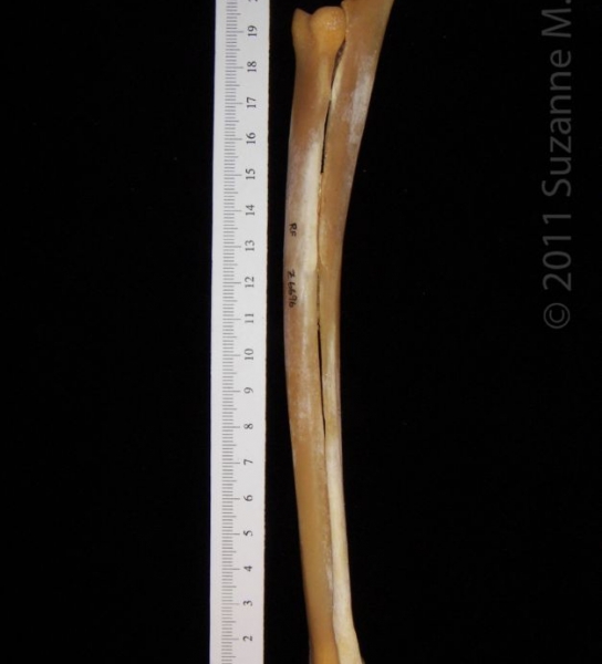 Right Medial Coyote Radius and Ulna