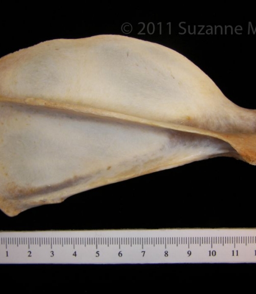 Posterior View Coyote Right Scapula