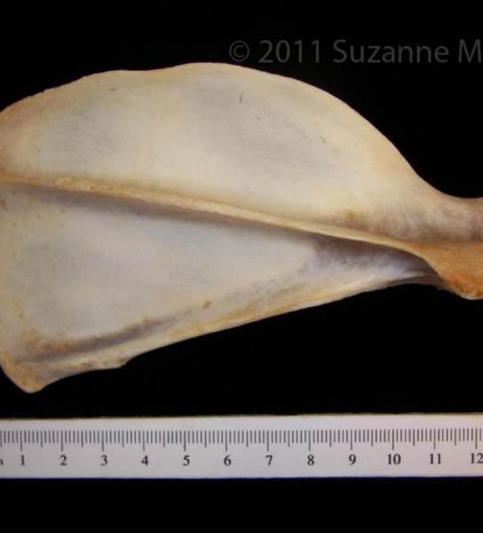 Posterior View Coyote Right Scapula