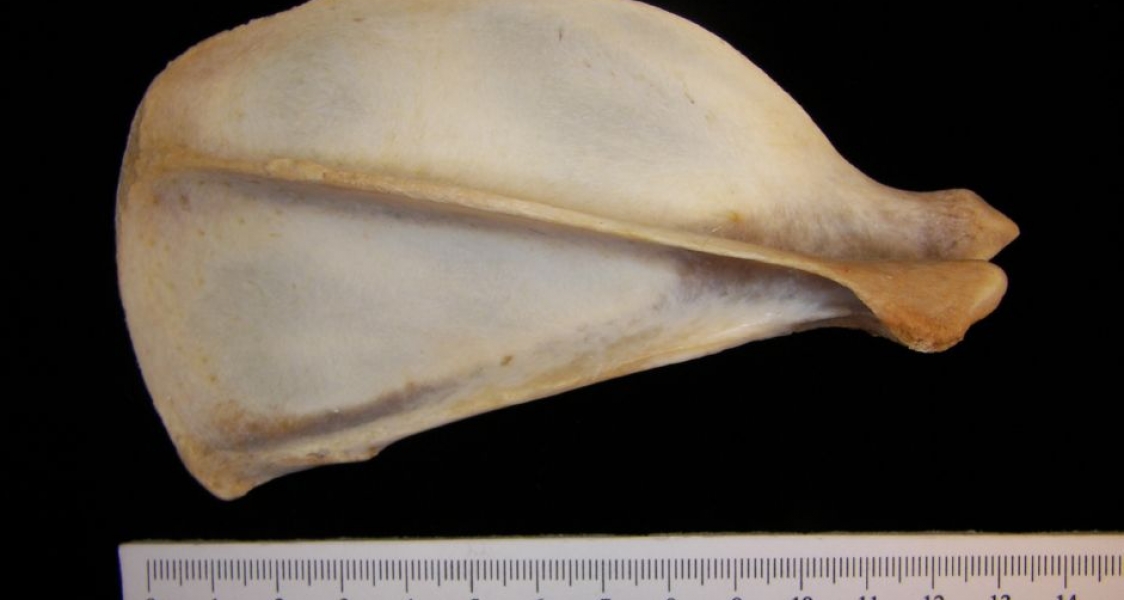 Posterior View Coyote Right Scapula