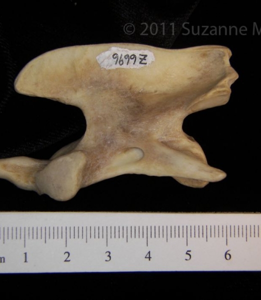 Lateral View Coyote C2 Vertebrae