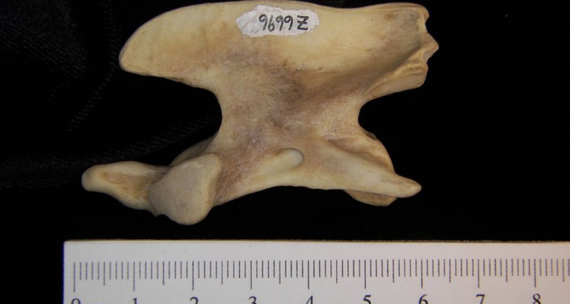 Lateral View Coyote C2 Vertebrae