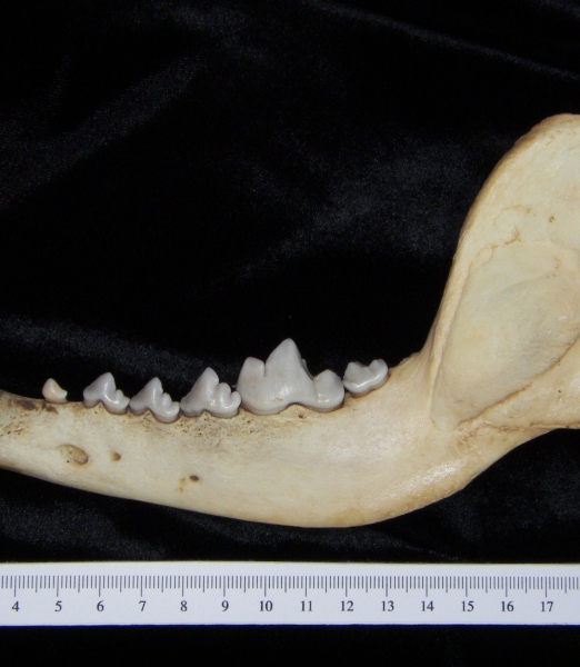 Lateral View Coyote Mandible