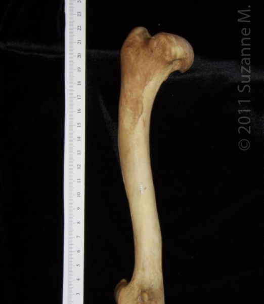 Anterior View Right Dog Humerus