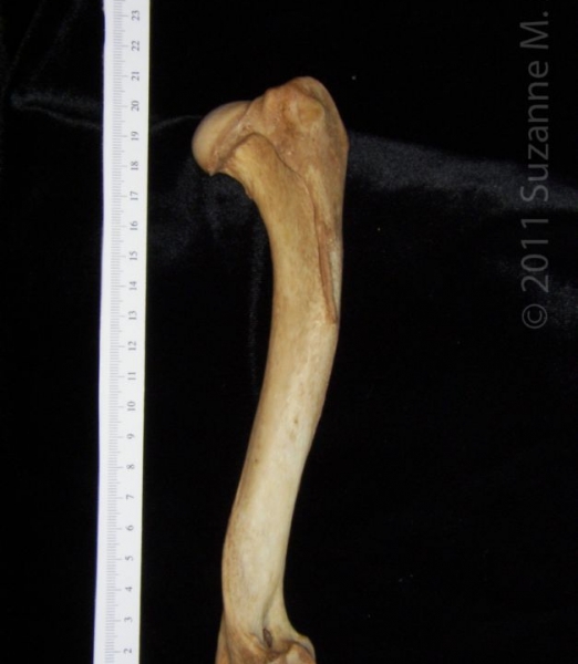 Posterior View Right Dog Humerus