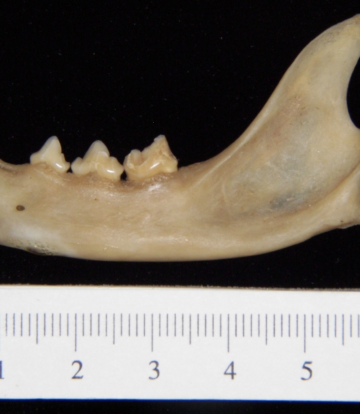 Lateral View Domestic Cat Mandible