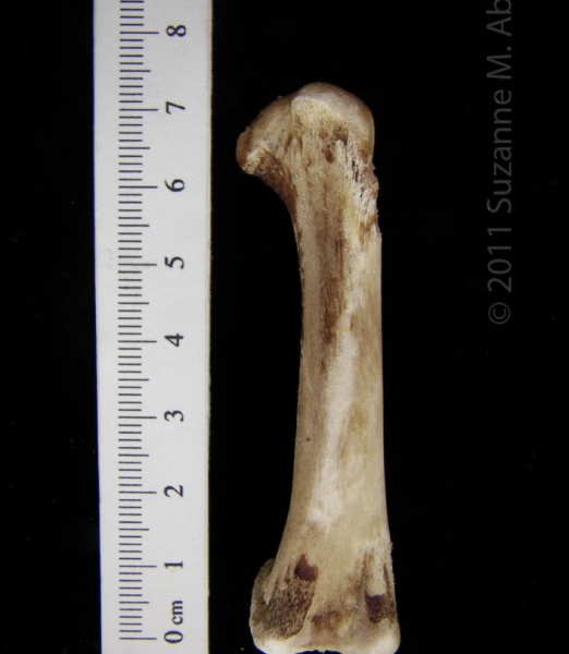 Domestic Chicken ‘Young Fryer’ Femur View 1