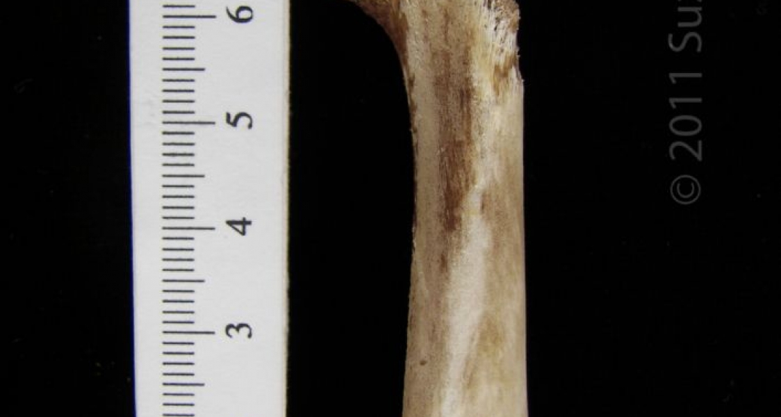 Domestic Chicken ‘Young Fryer’ Femur View 1