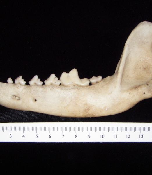 Lateral View Domestic Dog Mandible