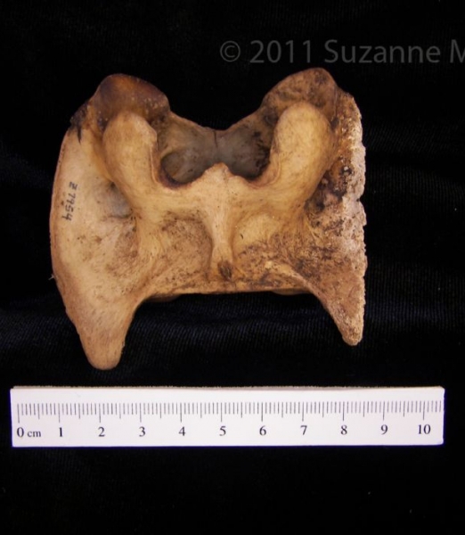 Inferior View Domestic Goat C1 Vertebrae, lateral postmortem damage