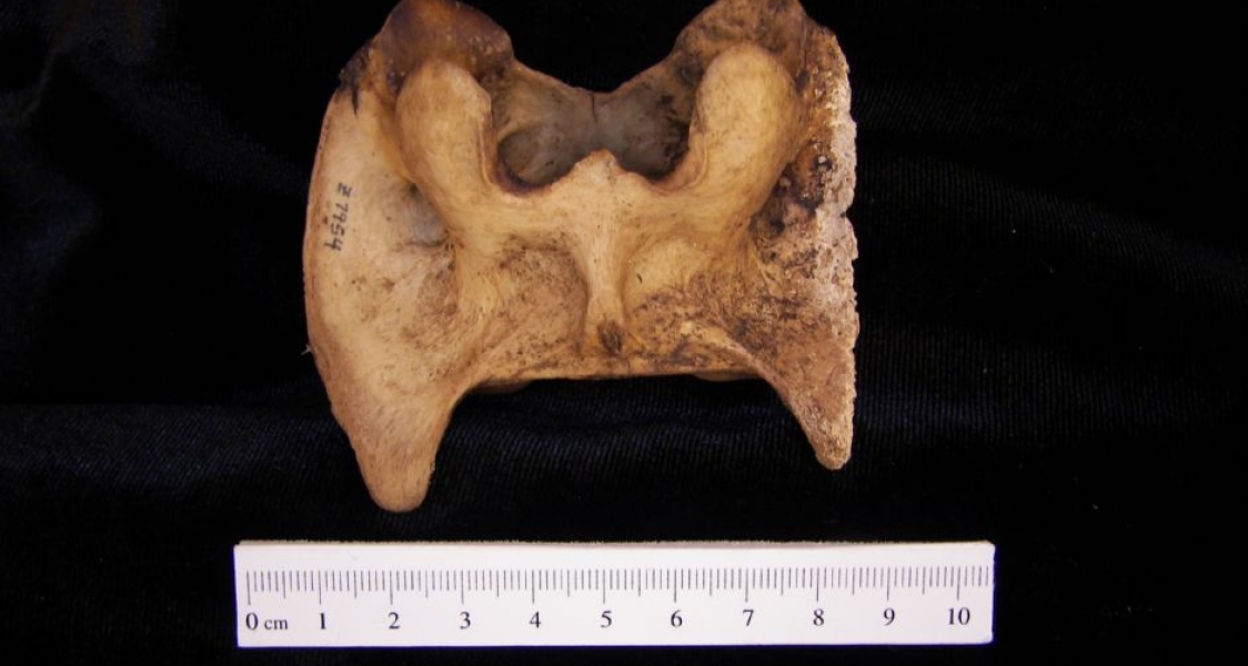 Inferior View Domestic Goat C1 Vertebrae, lateral postmortem damage