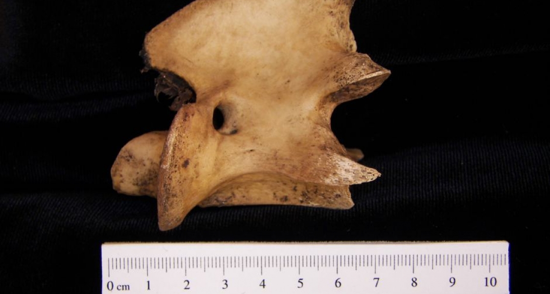 Lateral View Domestic Goat C2 Vertebrae