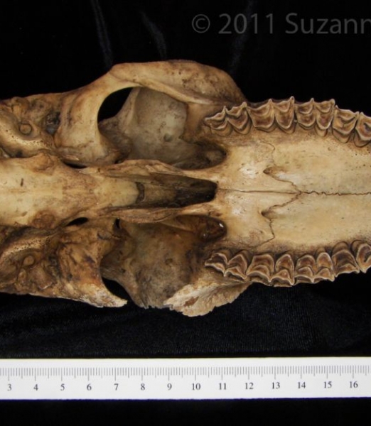 Inferior View Domestic Goat Cranium