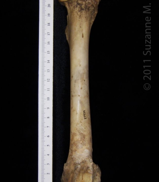 Anterior View Left Domestic Goat Femur