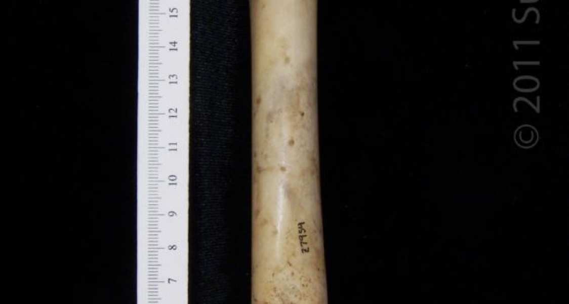 Anterior View Left Domestic Goat Femur