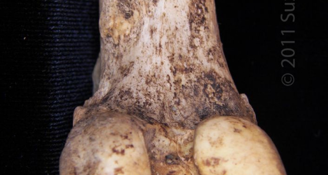 Posterior/Distal Articular Surface Left Domestic Goat Femur