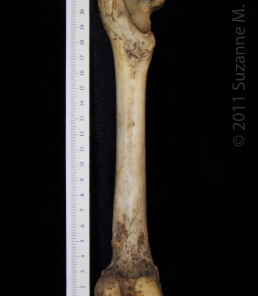 Posterior View Left Domestic Goat Femur