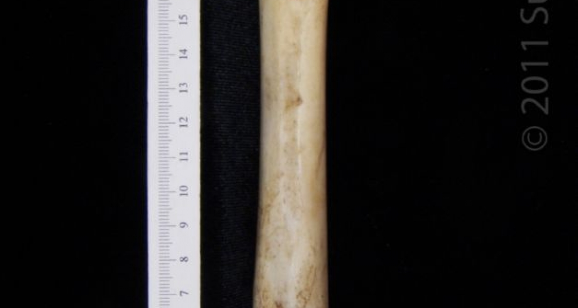 Posterior View Left Domestic Goat Femur