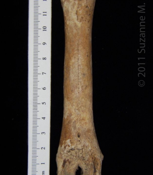 Anterior View Left Domestic Goat Metacarpal