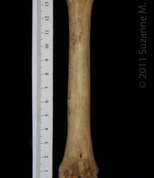 Anterior View Domestic Goat Metatarsal