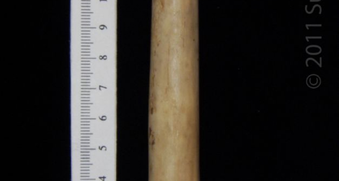 Anterior View Domestic Goat Metatarsal