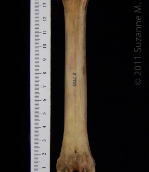 Posterior View Domestic Goat Metatarsal